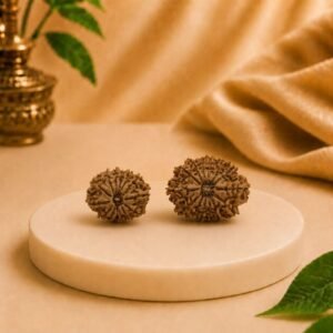 Premium 14 Mukhi Rudraksha Natural Authentic Nepal Lab Certified Bead