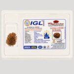 IGL Certified Natural 14 Mukhi Rudraksha Certificate | Original Nepal Rudraksha Lab Certified Authentic Bead