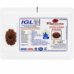 IGL Certified Natural 15 Mukhi Rudraksha | Original Nepal Fifteen Mukhi Rudraksha with Authentic Lab Certificate