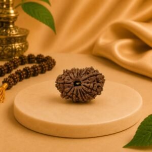 Premium 15 Mukhi Rudraksha Natural Authentic Nepal Lab Certified Bead