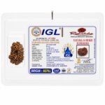 IGL Certified Natural 16 Mukhi Rudraksha | Original Nepal Sixteen Mukhi Rudraksha with Authentic Lab Certificate