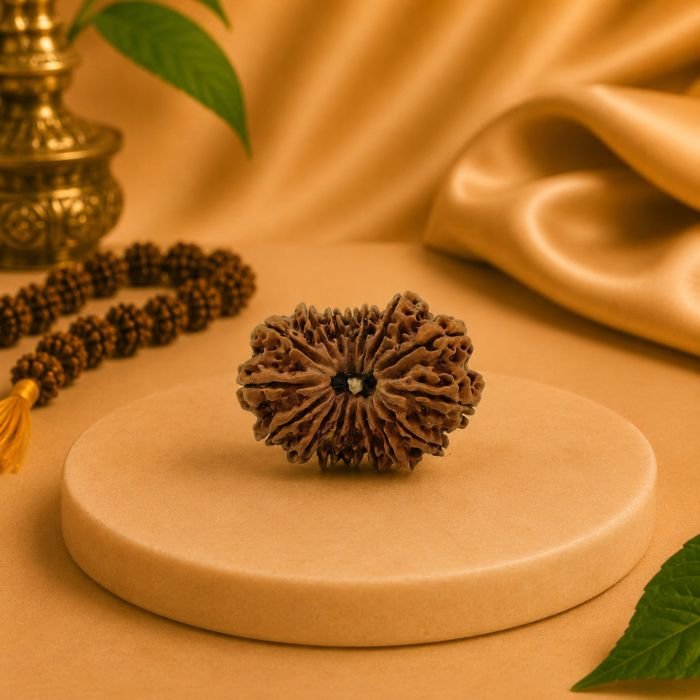 16 Mukhi Rudraksha Buy Natural 16 Mukhi Rudraksha from Nepal | Certified Original Sixteen Mukhi Rudraksha for Lord Mahamrityunjaya Shiva & Moon (Chandra)