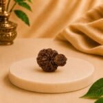Rear view of an authentic Gauri Garbh Rudraksha from Nepal displayed on a white pedestal.