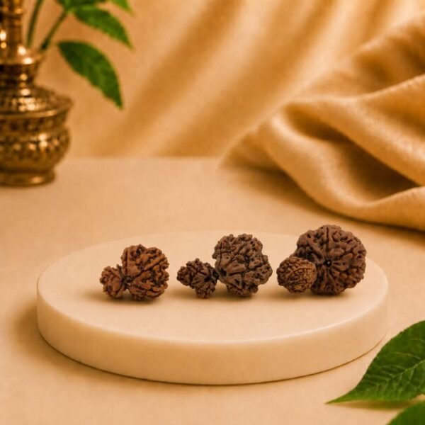 Collection of natural Gauri Garbh Rudraksha beads from Nepal displayed together on a white pedestal.