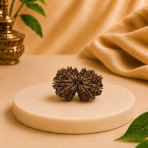 Original Gauri Shankar Nepal Rudraksha featuring two naturally joined beads, Lab Certified authentic Rudraksha sourced from Nepal with premium natural quality.