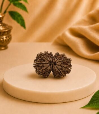 Original Gauri Shankar Nepal Rudraksha featuring two naturally joined beads, Lab Certified authentic Rudraksha sourced from Nepal with premium natural quality.